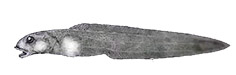 Lycodes terraenovae_claves